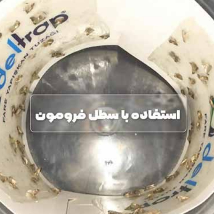 فرومون جذب شپشه هندی با تله چسبی پروانه (guve feromunu) - تصویر 4